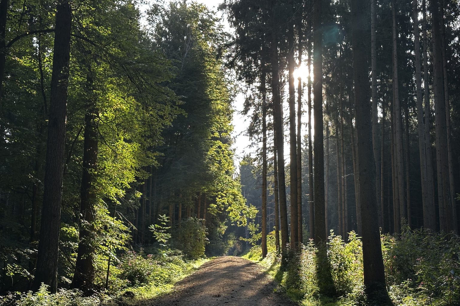 Sonnenstrahlen fallen durch hohe Baumstämme auf einen Waldweg.